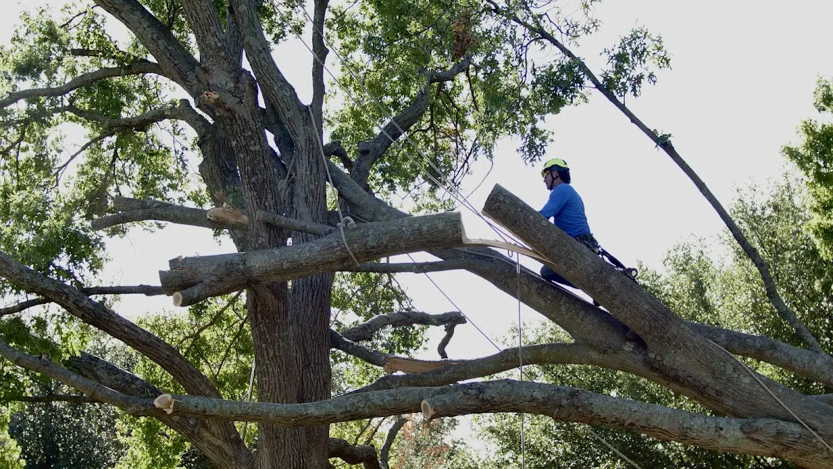 Professional Crown Thinning performed by certified arborists in Caro