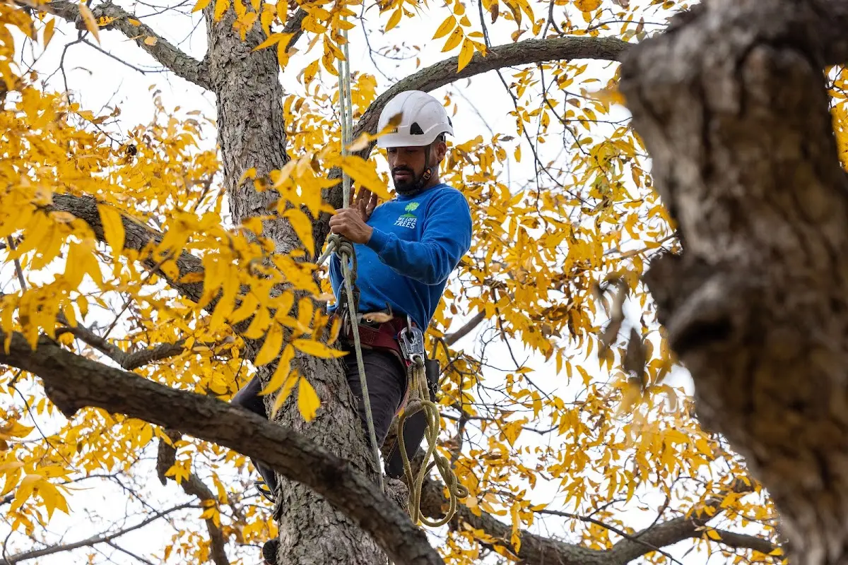 Skilled Storm Damage Cleanup crew working in Caro